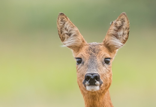 Ich hab die Lauscher schön!