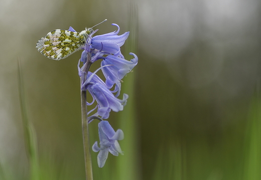 Aurorafalter an Hasenglöckchen