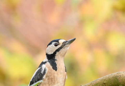 Buntspecht im Herbstlaub - Dendrocopos major