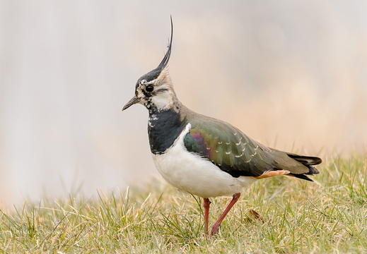 Kiebitz - Vanellus vanellus