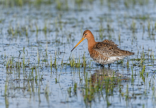 Uferschnepfe - Limosa limosa