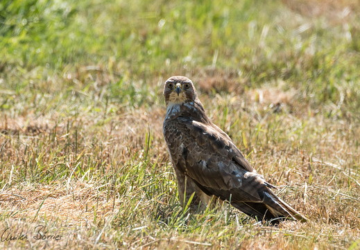 Mäusebussard - Buteo buteo
